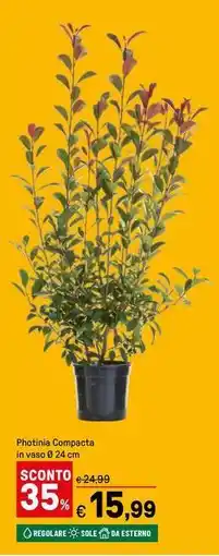 Iper La Grande Photinia Compacta offerta