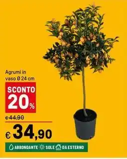 Iper La Grande Agrumi in vaso offerta