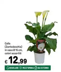 Iper La Grande Calla (Zantedeschia) in vaso offerta