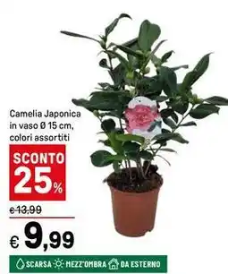 Iper La Grande Camelia Japonica offerta