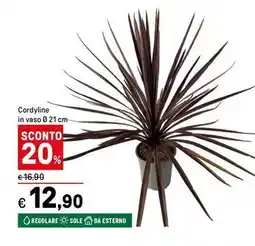 Iper La Grande Cordyline in vaso offerta