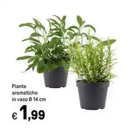 Iper La Grande Piante aromatiche in vaso offerta