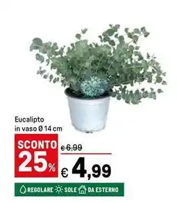 Iper La Grande Eucalipto in vaso offerta