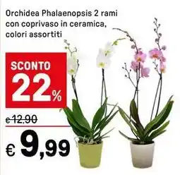 Iper La Grande Orchidea Phalaenopsis 2 rami con coprivaso in ceramica offerta