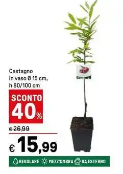 Iper La Grande Castagno in vaso offerta