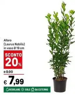 Iper La Grande Alloro (Laurus Nobilis) offerta