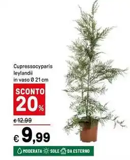 Iper La Grande Cupressocyparis leylandii in vaso offerta