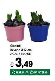 Iper La Grande Giacinti in vaso offerta