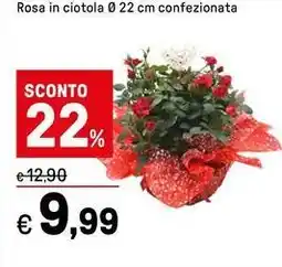 Iper La Grande Rosa in ciotola confezionata offerta