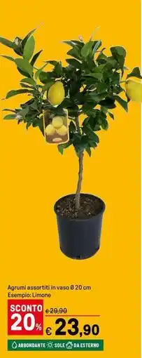 Iper La Grande Agrumi, Limone offerta