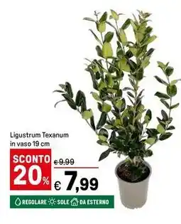 Iper La Grande Ligustrum Texanum in vaso offerta