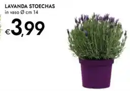 Bennet Lavanda stoechas offerta