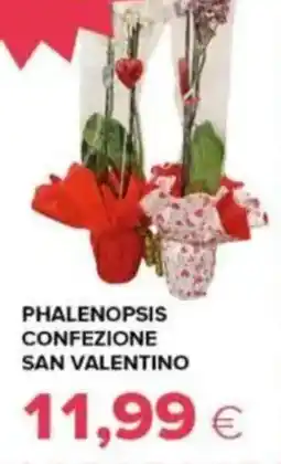 Tigre Phalenopsis confezione san valentino offerta