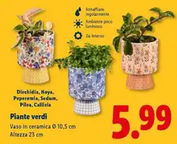 Lidl Piante verdi offerta