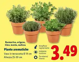 Lidl Piante aromatiche offerta