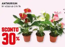 Panorama Anthurium offerta
