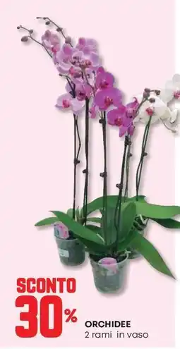 Pam Orchidee offerta