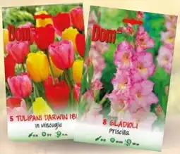 Bennet Bulbi assortiti DOM SEMENTI offerta