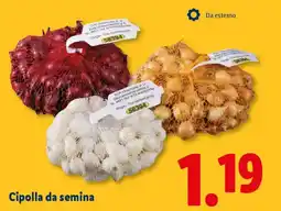 Lidl Cipolla da semina offerta