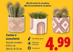 Lidl Cactus o succulente offerta