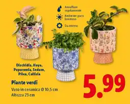 Lidl Piante verdi offerta