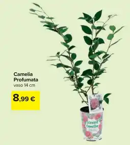 Carrefour Camelia Profumata offerta