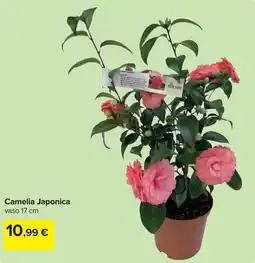 Carrefour Camelia Japonica offerta