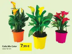 Carrefour Calla Mix Color offerta
