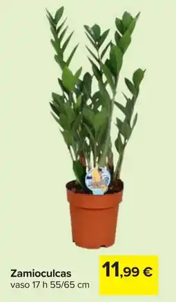 Carrefour Zamioculcas offerta