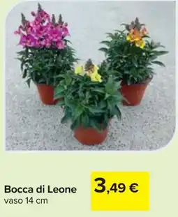 Carrefour Bocca di Leone offerta