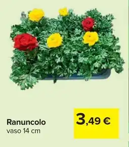 Carrefour Ranuncolo offerta