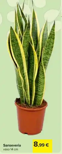 Carrefour Sanseveria offerta