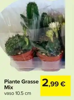 Carrefour Piante Grasse Mix offerta