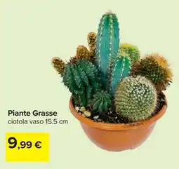 Carrefour Piante Grasse offerta