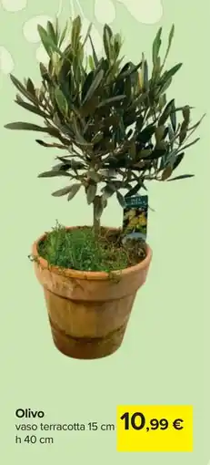 Carrefour Olivo offerta