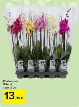 Carrefour Phalenopsis 3 Rami offerta
