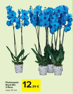 Carrefour Phalenopsis Royal Blu 2 Rami offerta