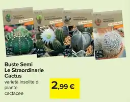 Carrefour Buste Semi Le Straordinarie Cactus offerta