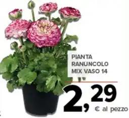 Todis Pianta ranuncolo mix vaso 14 offerta