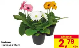 Eurospar Gerbera - in vaso o 12 cm offerta