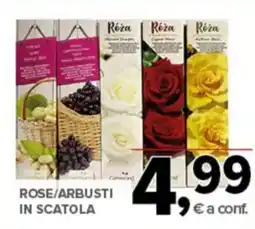Todis Rose/arbusti in scatola offerta
