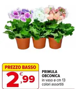 Iperal Primula obconica offerta