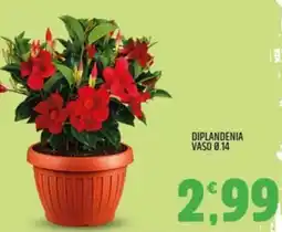 Ard Discount Diplandenia vaso ø14 offerta