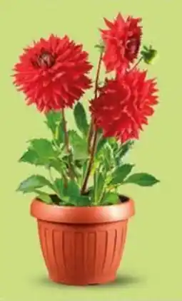 Ard Discount Dahlia vaso ø14 offerta