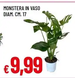 Famila MONSTERA IN VASO offerta