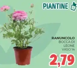 Eté Ranuncolo bocca di leone vaso 14 offerta