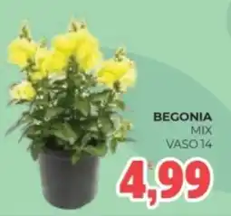 Eté Begonia mix vaso 14 offerta