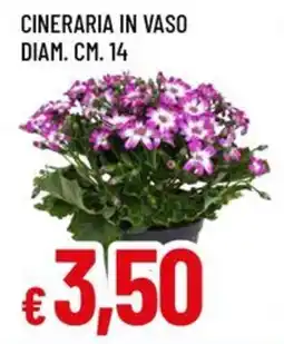 A&O Cineraria in vaso diam. cm. 14 offerta