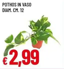 A&O Pothos in vaso diam. cm. 12 offerta
