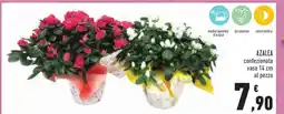 Conad Azalea offerta